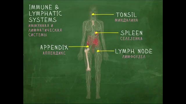 Анатомия и внутренние органы – Английский Видео-Словарь