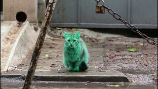 Feline a little green! Meet the GREEN cat of Bulgaria