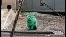 Feline a little green! Meet the GREEN cat of Bulgaria