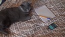 Обзор на кошку