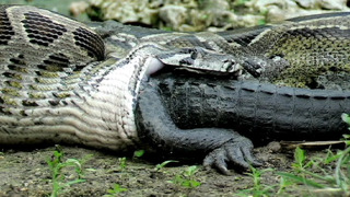 БЕЗУМНАЯ БИТВА, Анаконда против Крокодила
