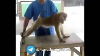Тренирующий обезьяна