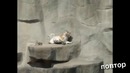 This is Хорошо Белочка пробегает под Ламборджини