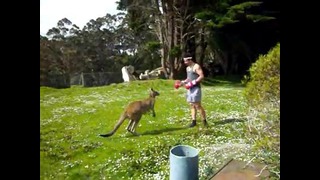 Man VS Kangaroo Boxing