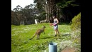 Man VS Kangaroo Boxing