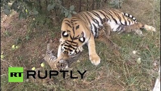 В крымском тигряте родились сразу шесть тигрят