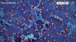 Koronavirus inson xujayrasiga qanday ta’sir qiladi