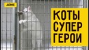 Коты супер герои