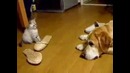 Нападение злобного котёнка