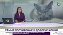 Кошки, для которых миллиона не жалко – МИР 24