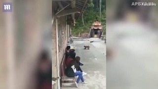 Турист решил сбросить обезьяну в воду, но ему пришлось спасаться бегством