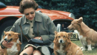 Что будет с собаками Елизаветы II после ее смерти