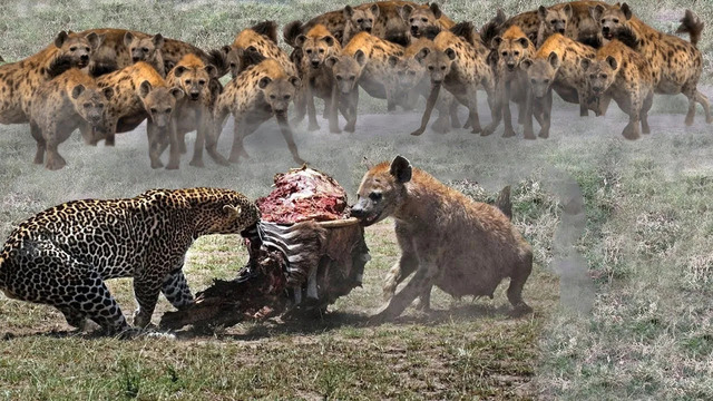 Кто Сильнее! Леопард против Гиены, Тигра, Орла, Льва, Медоеда