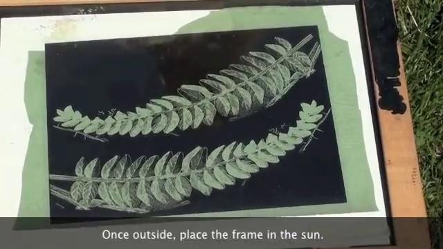 Цианотипные фотографии от Таши Льюис (для DNA.UZ)