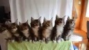 Amazing Kittens Dancing to Wiggle – Jason Derulo
