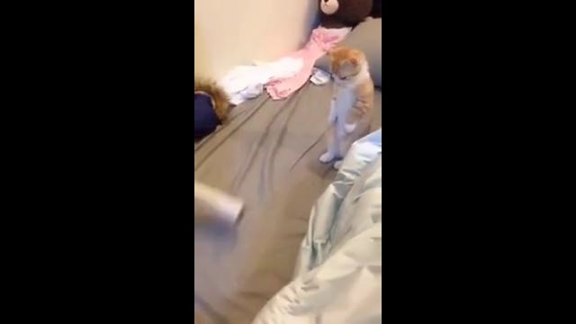 Cute cat