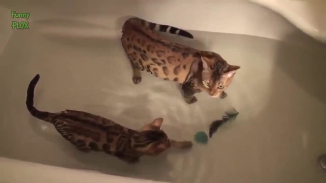 Смешное купание котов