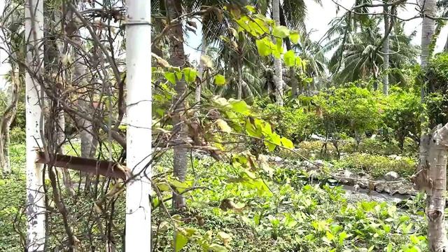 Vietnam yoki Tailand