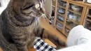 Кот бьет лапой по бумаге