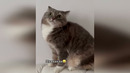 Funny animals – Funny cats / dogs – Funny animal videos 262