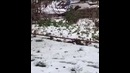 Кот охотник на зайцев
