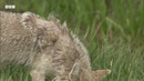 LIVE: The Wildlife of Yellowstone | BBC Earth