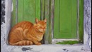 5 случаев, когда кошка спасла человека