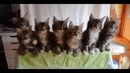 Тест рефлекса котят