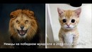18 моментов чм по футболу – 2018, которые заставят тебя рыдать от смеха