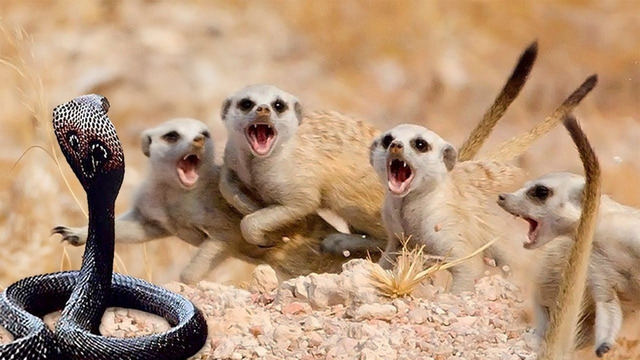 Мангусты Окружили Змею! Вот Что произошло дальше