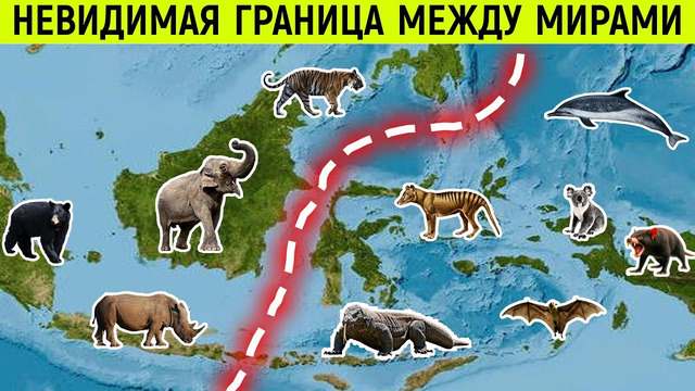 Вот почему животные никогда не пересекают эту линию