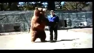 Медведь ослушался