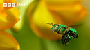 Flower’s Hypnotic Perfume Makes Orchid Bees Go Wild | Wild Mexico | BBC Earth