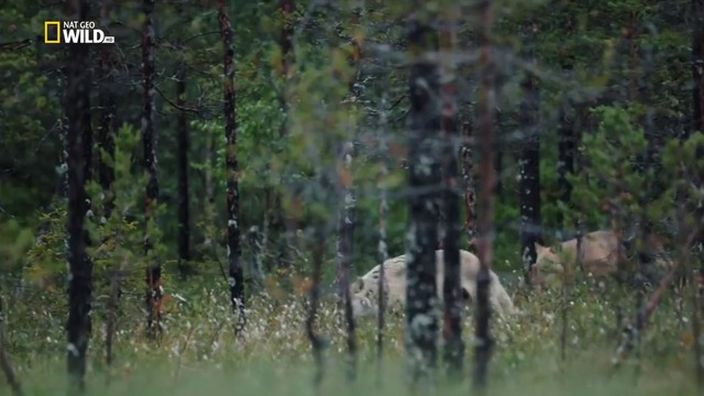 Nat Geo Wild: Волк против медведя