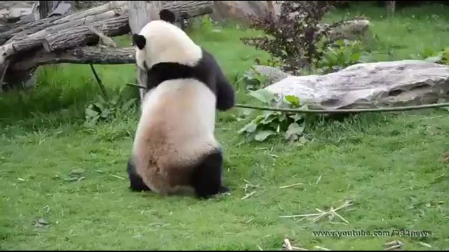 Кунг-фу панда Существуют