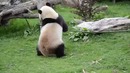 Кунг-фу панда Существуют