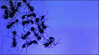 Муравьи спасают муравьёв от гибели