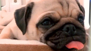 Cute Pug Bloopers & Reactions | Funny Pet Videos