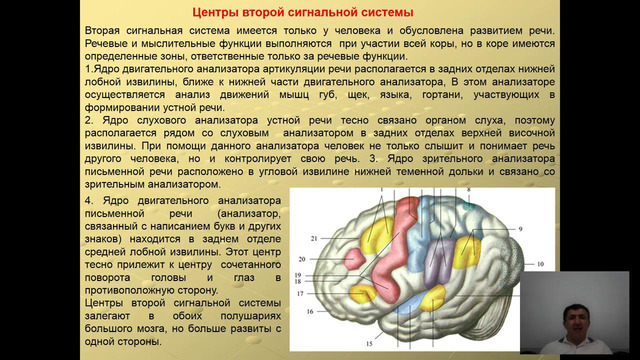 2 курс. Анатомия. Кора головного мозга
