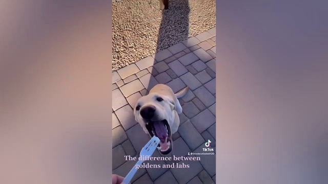 Dog Freaks Out While Talking with Owner | Funny Pet Videos