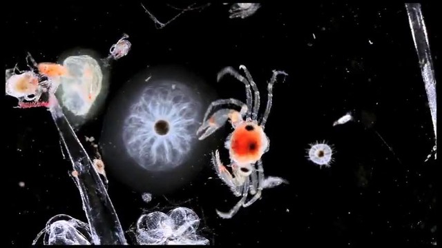Тайная жизнь планктона (не офисного)