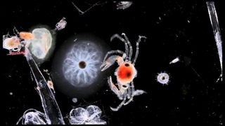 Тайная жизнь планктона (не офисного)
