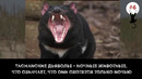 Топ-10 Милых Животных, Которые Могут Вас Убить (720p)