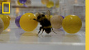 Never Before Seen: Insects Playing | Secrets of the Bees | National Geographic