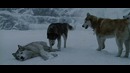 Белый плен