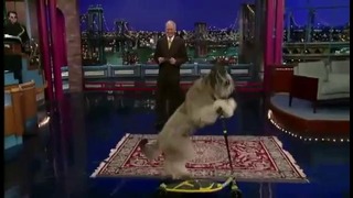 Собака умеет кататься на самокате