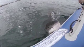 Белая акула атакует лодку