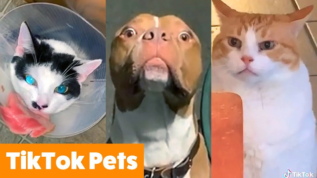 TikTok Animals to Cheer You Up | Funny Pet Videos