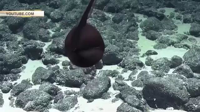 Редкое морское «чудище» с массивными челюстями обнаружили на дне океана