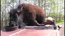 5 шокирующих случаев дружбы животных и людей